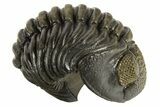 Curled Pedinopariops Trilobite - Top Quality Specimen #339395-1